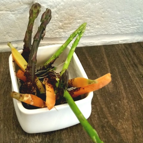 asparagus and carrots in coffee soil